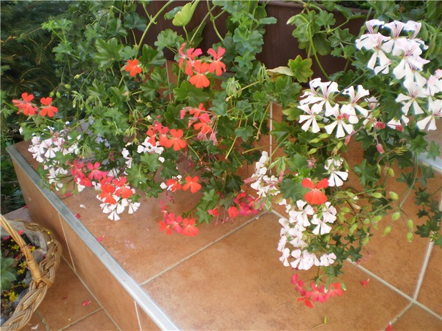 pelargonije